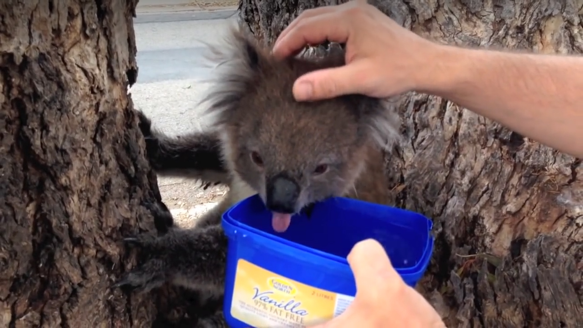 Supporting Friends of the Koala