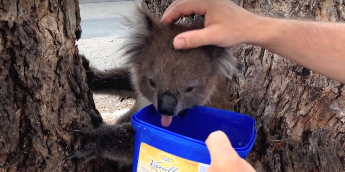 Koalas Are Suddenly Drinking Tons Of Water Because Of ...