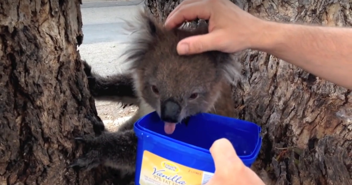Koalas Are Suddenly Drinking Tons Of Water Because Of Climate Change koalas-are-suddenly-drinking-tons-of-water-because-of-climate-change