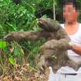 Wild Sloth Tries To Cling To Her Tree As She Watches People Cut It Down