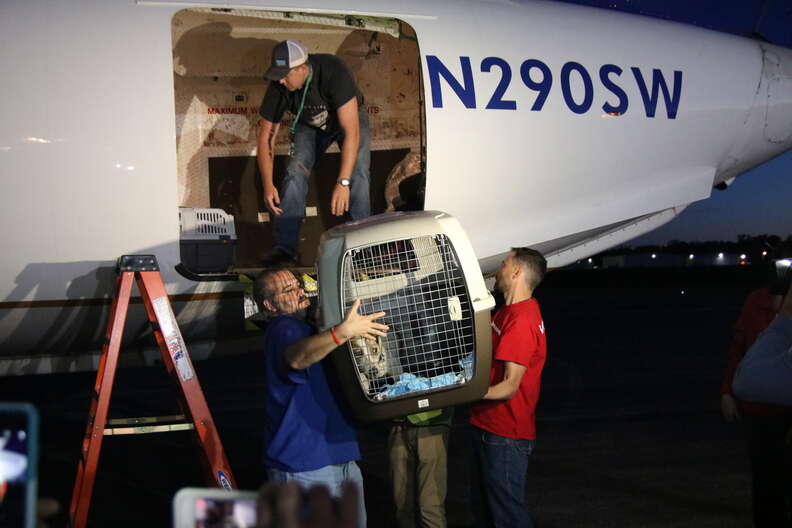 Puerto Rico dogs and cats traveling to Georgia to find homes after Hurricane Maria