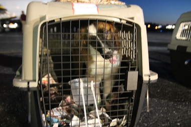 Puerto Rico dogs and cats traveling to Georgia to find homes after Hurricane Maria