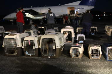 Puerto Rico dogs and cats traveling to Georgia to find homes after Hurricane Maria