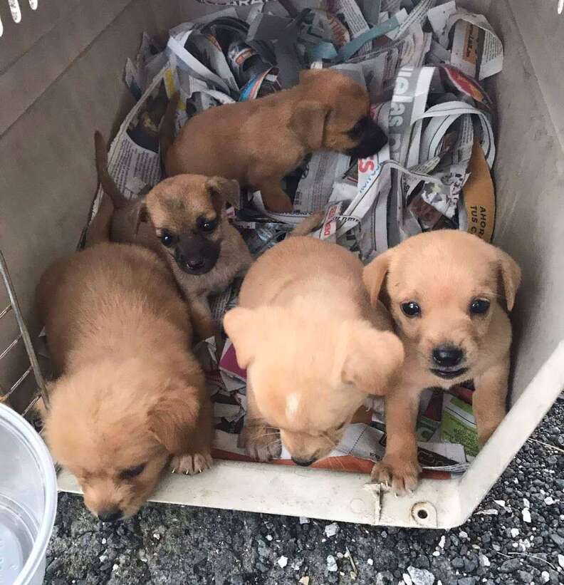 Puerto Rico puppies traveling to Georgia to find homes after Hurricane Maria