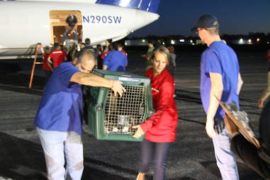Puerto Rico dogs and cats traveling to Georgia to find homes after Hurricane Maria