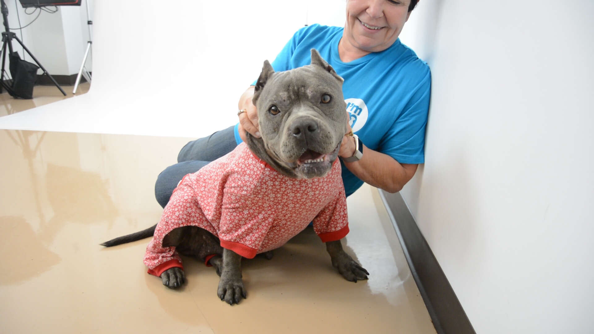 Shelter dog in pajamas