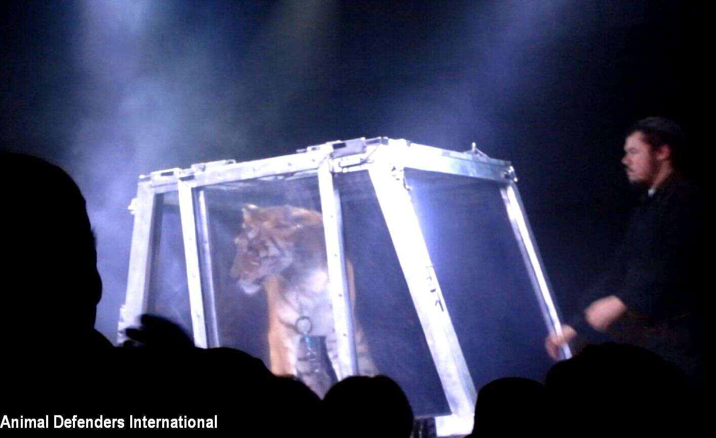 Tiger inside glass cage