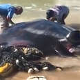 Manta Ray Rescued From Fishing Net