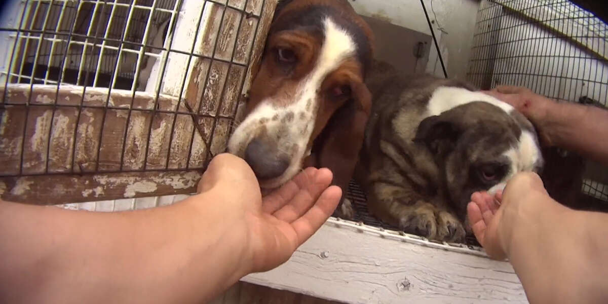Pet Stores Won't Admit Their Puppies Come From Puppy Mills Videos