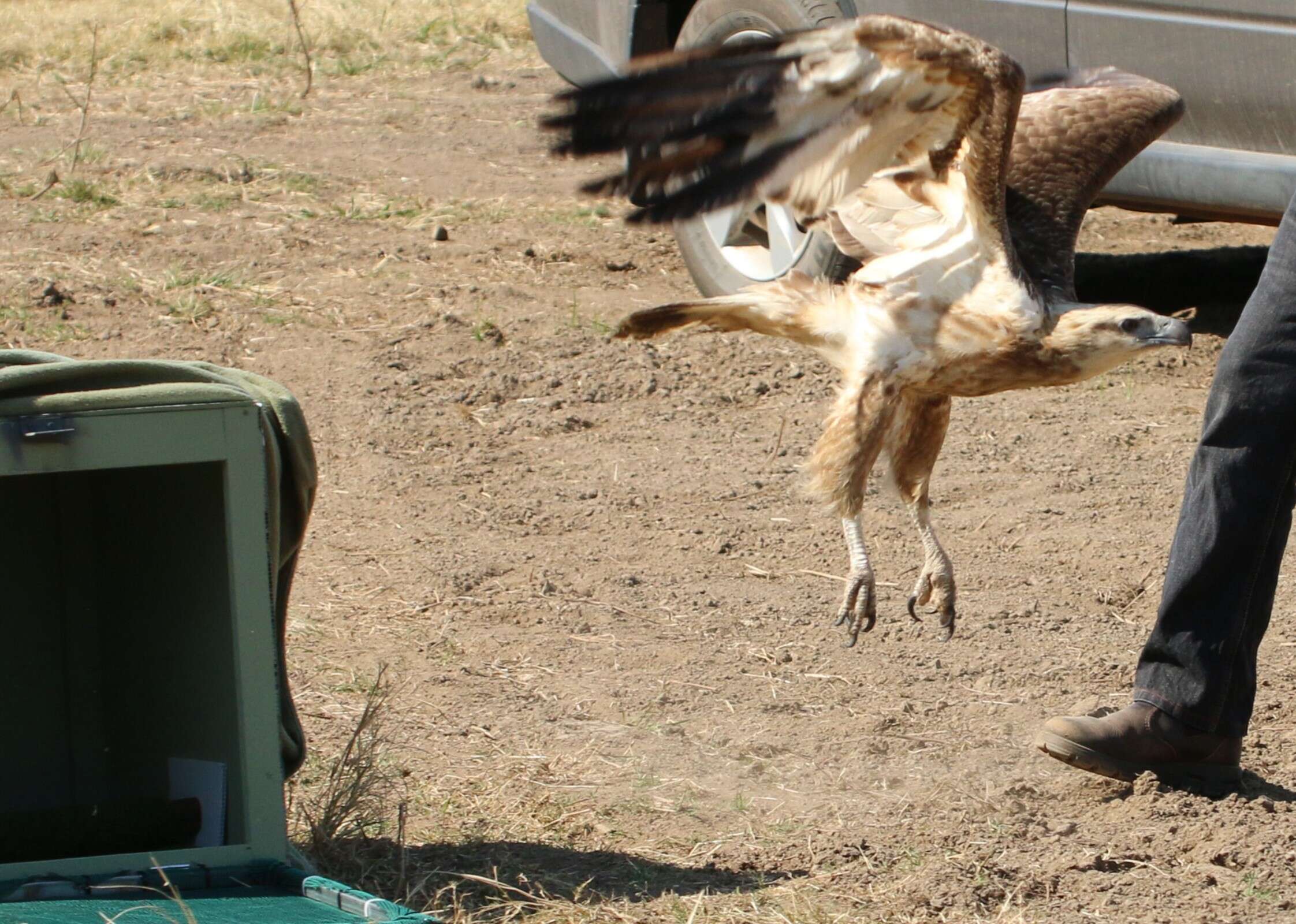 Eagle released after imping