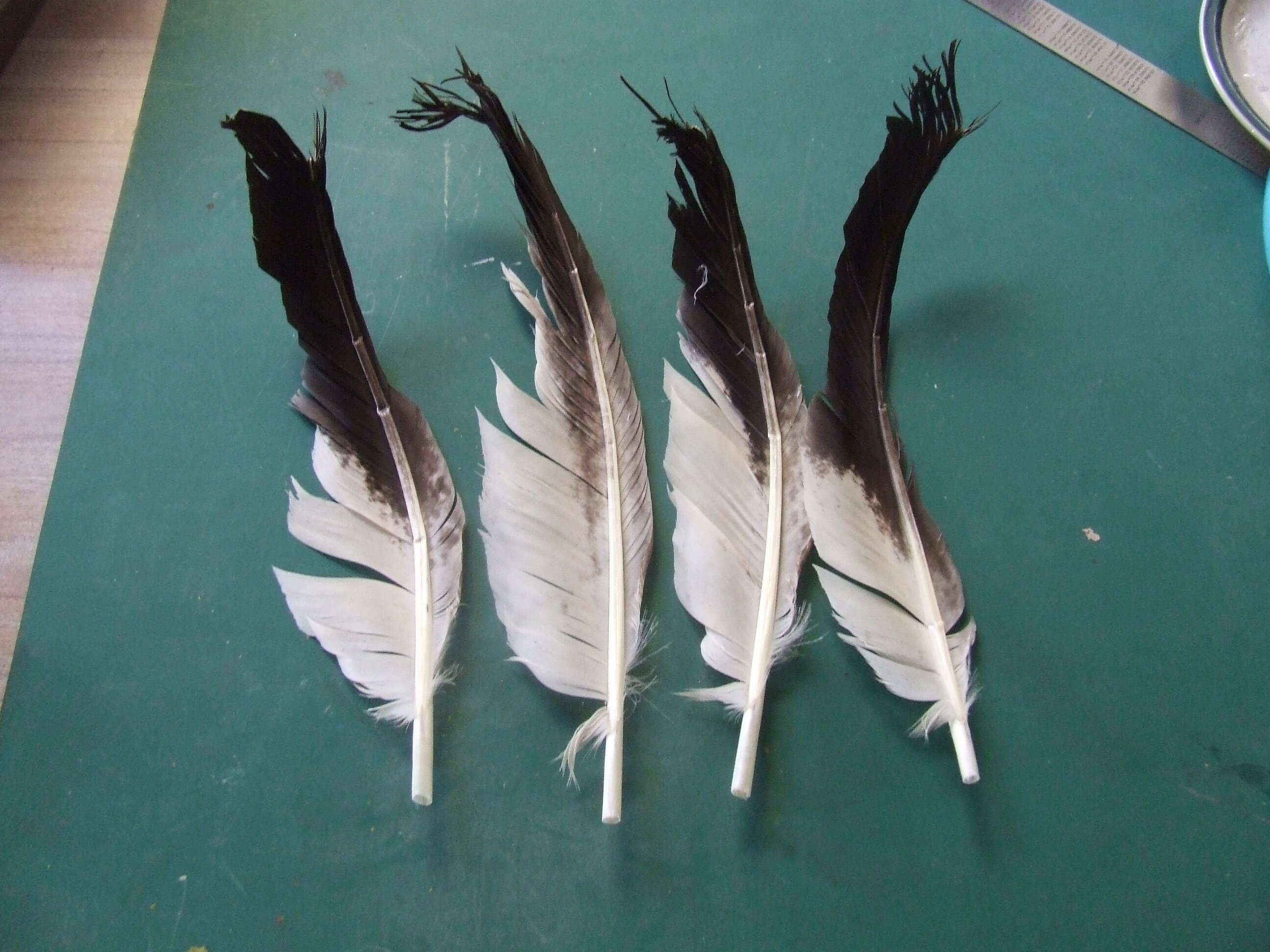 Woman Builds A New Wing For Eagle So She Can Fly Again - The Dodo