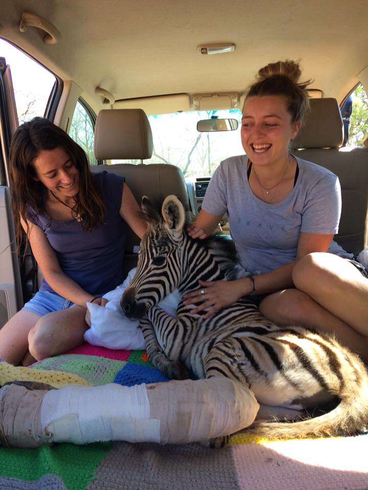 Baby zebra on the way to the vet