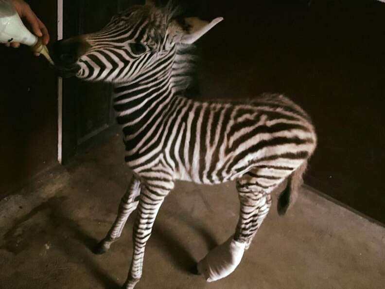 rescued baby zebra