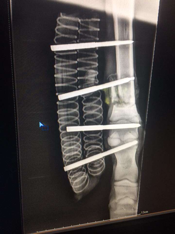 Baby zebra's broken leg with pins xray