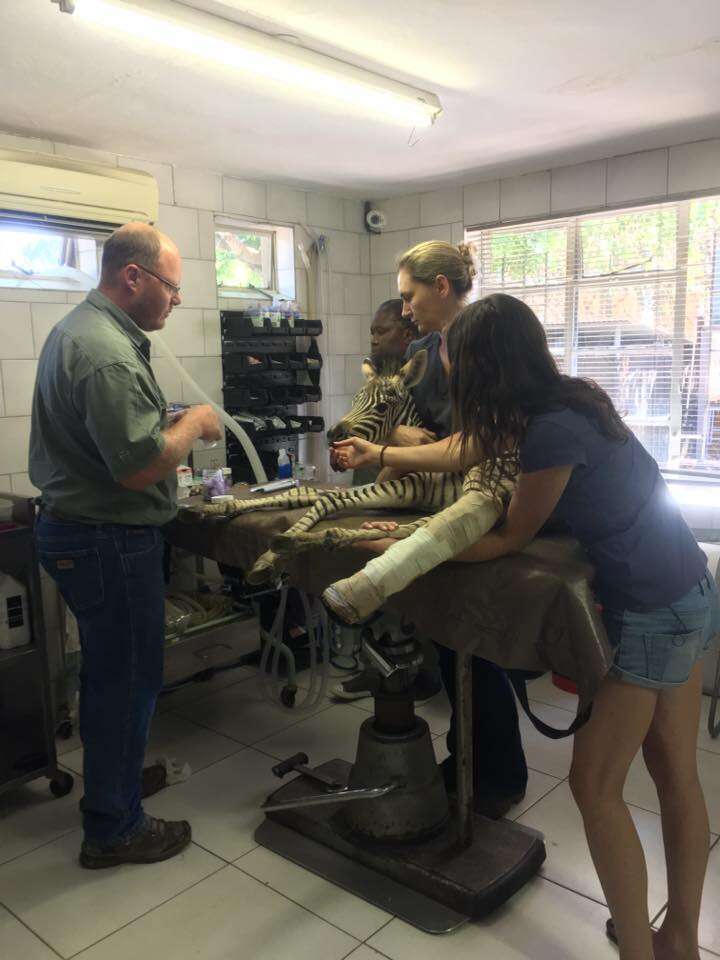 Baby zebra getting surgery on broken leg