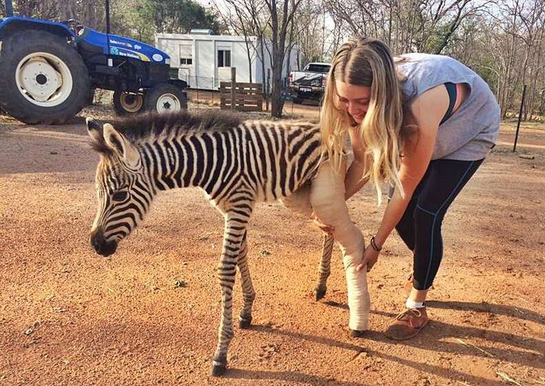 Orphaned Baby Zebra With Broken Leg Is Rescued Just In Time - The Dodo