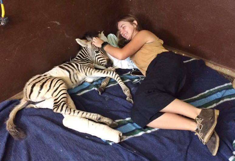 Rescued orphaned zebra