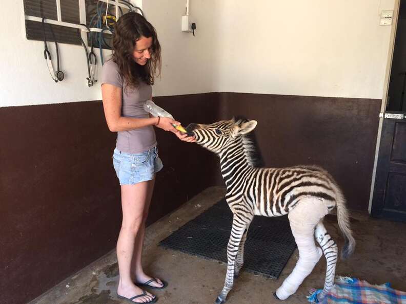 Orphaned Baby Zebra With Broken Leg Is Rescued Just In Time - The Dodo