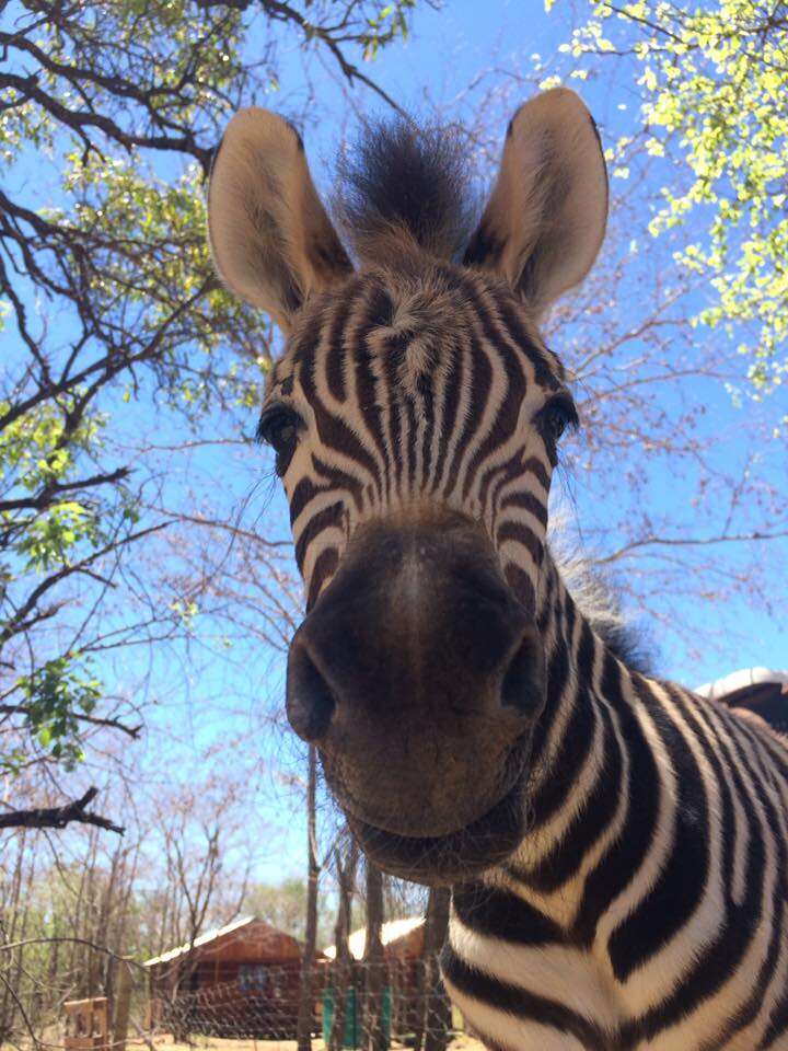 orphaned baby zebra