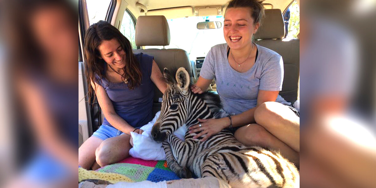 Orphaned Baby Zebra With Broken Leg Is Rescued Just In Time - The Dodo