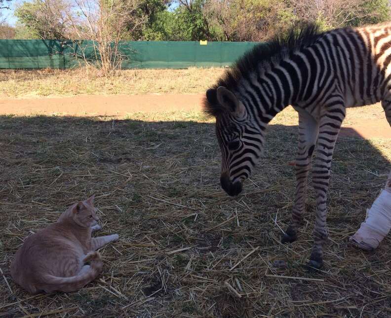 Rescued zebra with cat