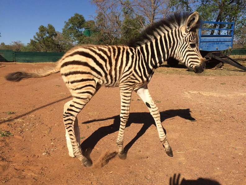Rescued orphaned zebra