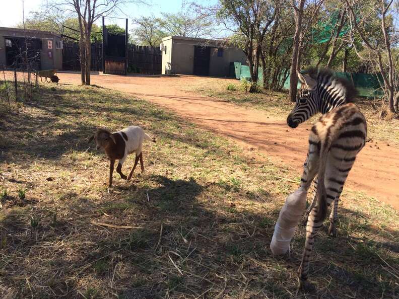 Rescued zebra with goat