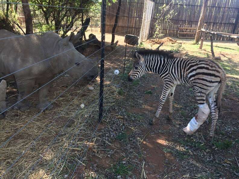 Rescued rhino and zebra