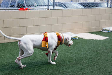 harry potter dogs
