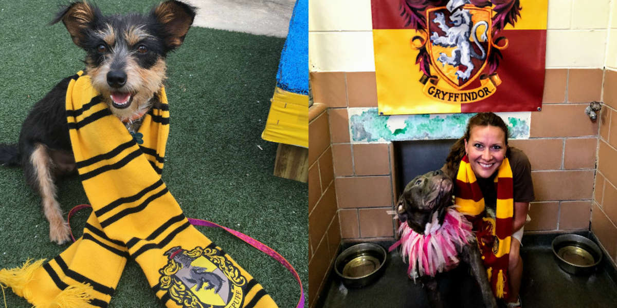 Shelter Is Sorting Dogs Into Hogwarts Houses To Help Them Get Adopted(02)