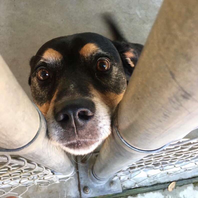 dog in shelter since 2009