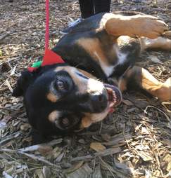 dog in shelter since 2009