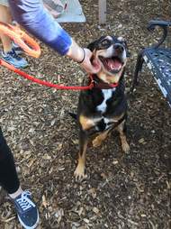 dog in shelter since 2009