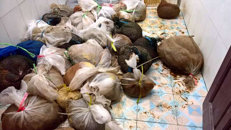 Pangolins and turtles seized from smugglers
