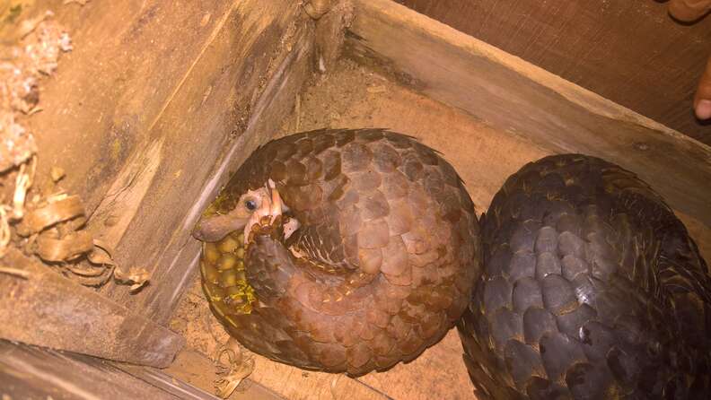 Pangolins saved from smugglers in Vietnam