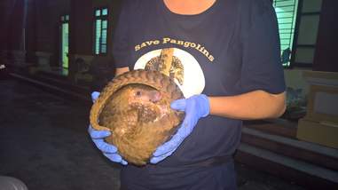 Pangolin getting saved from smugglers in Vietnam