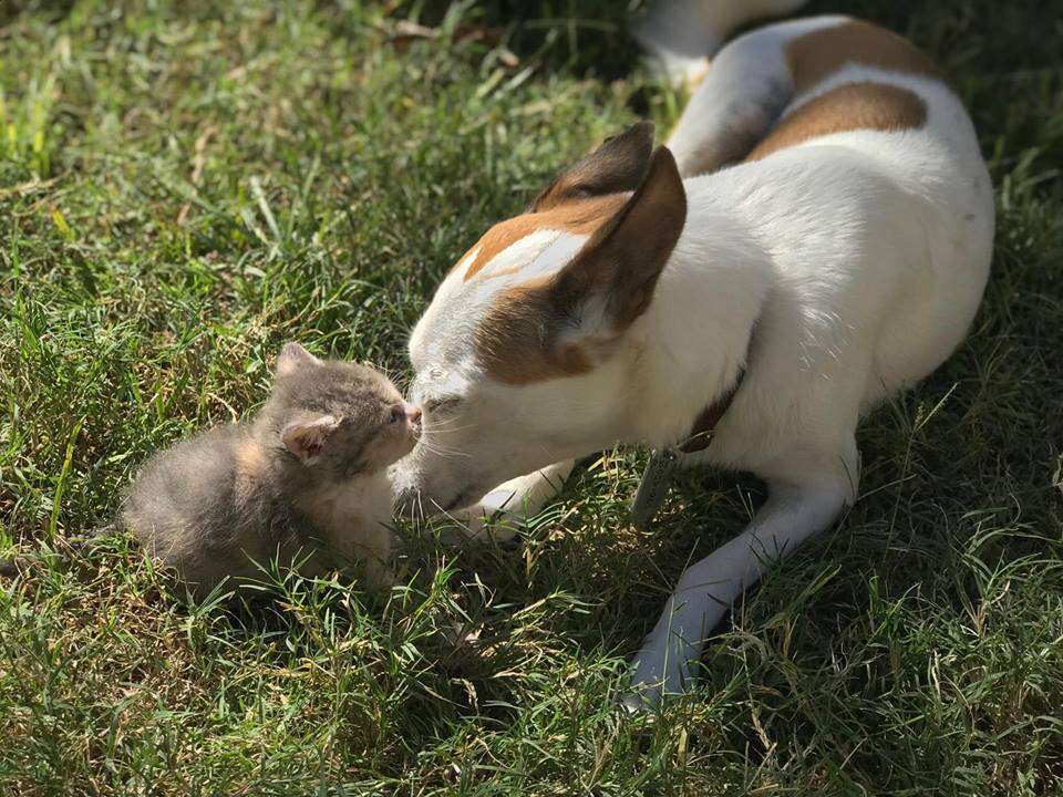 Dog and kitten outside in the grass