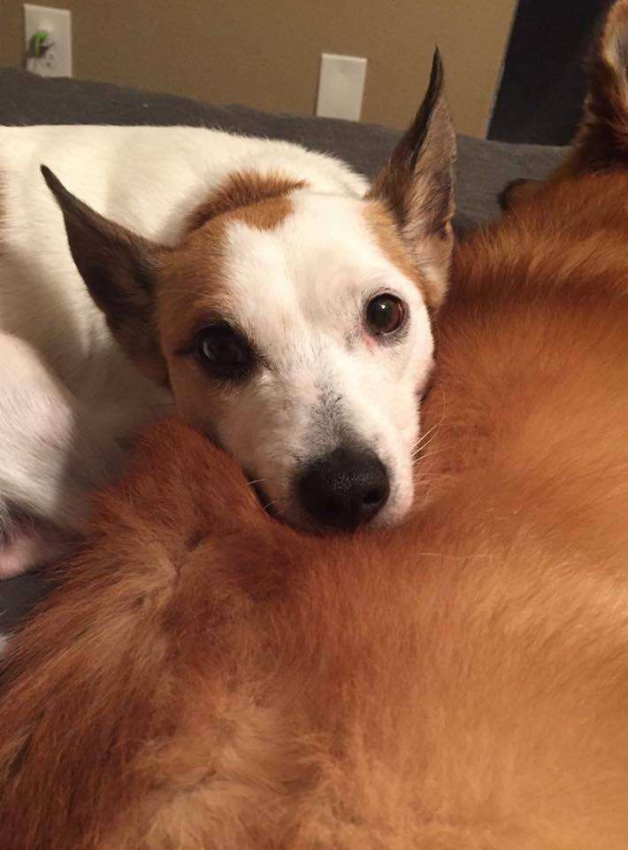 Dog lying on top of another dog