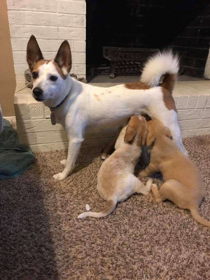 Dog nursing large puppies
