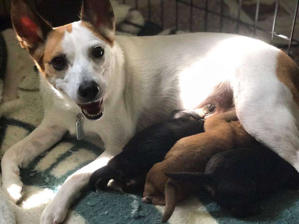 Dog nursing puppies