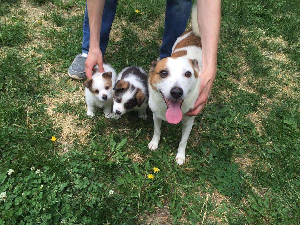 Dog with puppies in yard