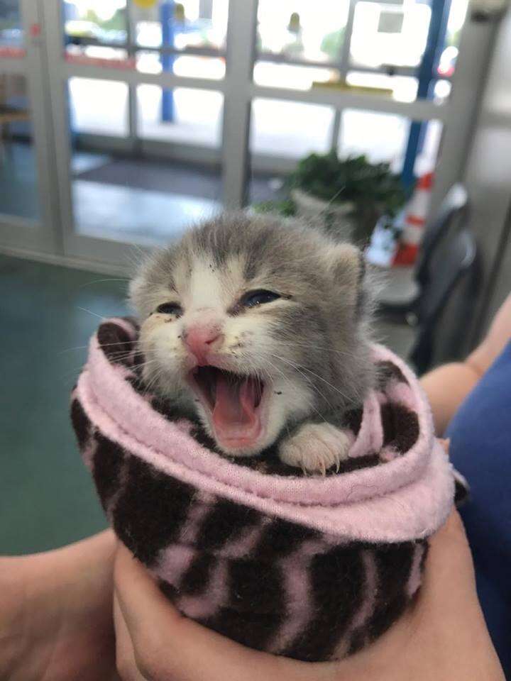 Rescue kitten wrapped up in blanket