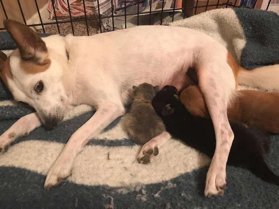 Dog nursing puppies and kitten