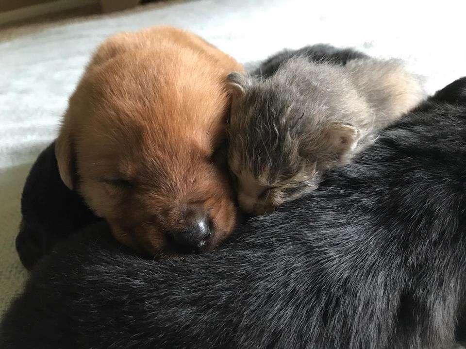 Kitten sleeping with puppies