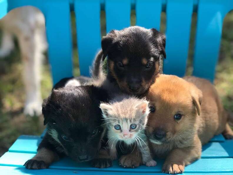 Puppies and kitten on chair together