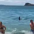 Mischievous Baby Orca Sneaks Up On Unsuspecting Swimmers