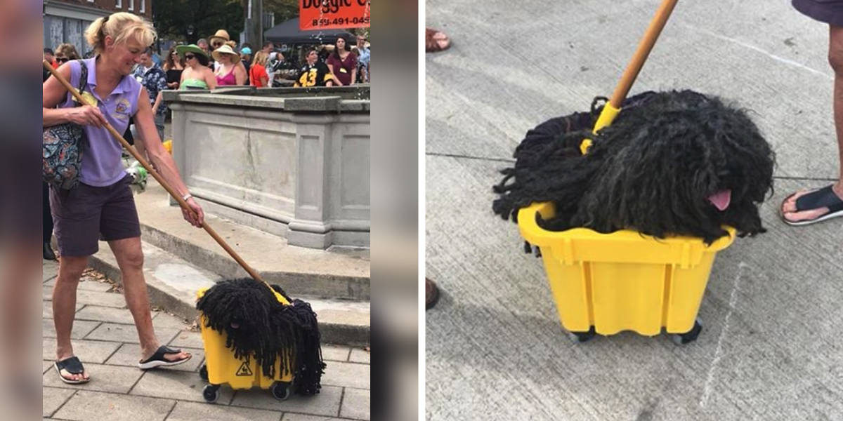Nobody Can Get Over This Dog Dressed Up As A Mop