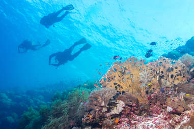 Tubbataha Reef