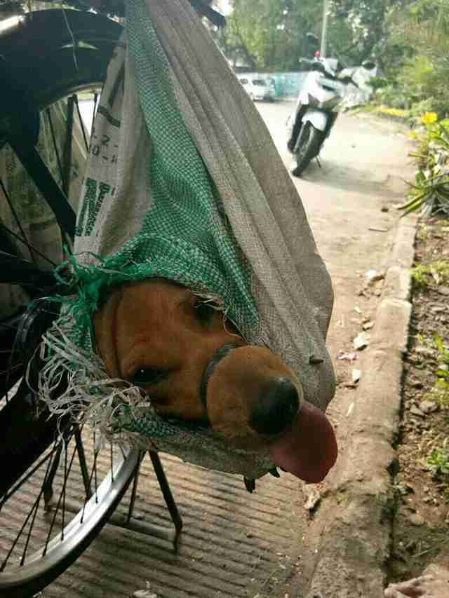 Dogs Stuffed In Plastic Bags Rescued From Meat Trade In