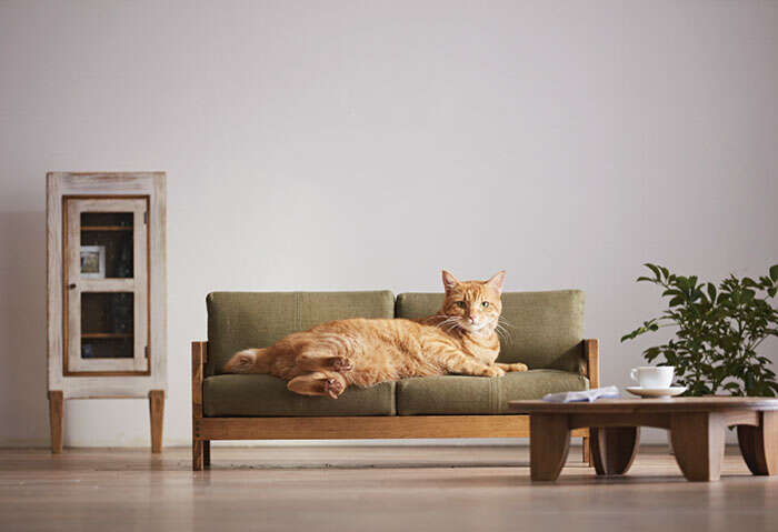 Awesome cat outlet furniture